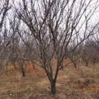 出售黑龍江哈爾濱果園李子，5-10公分，冠行好