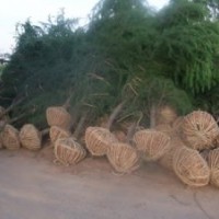 3米雪松，高度7米雪松1000元；