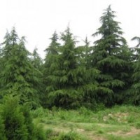 雪松供應，桿徑25公分雪松2600元；