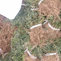 曼地亞紅豆杉小苗低至0.9元一株