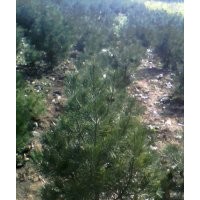 急售白皮松1600棵，5-6公分五角楓2000棵，側(cè)柏大量