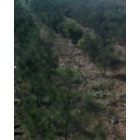 急售白皮松1600棵，五角楓200棵，側(cè)柏2萬(wàn)棵