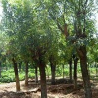 10公分速生國槐 大規(guī)格國槐 國槐價格 國槐基地