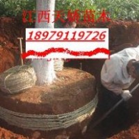 供應(yīng)香樟小苗--江西天嬌苗木