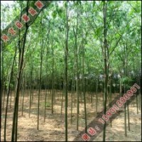 哪里的速生柳價格最便宜-啟源苗木