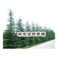 【南京金峰苗圃】雪松價(jià)格|廣玉蘭價(jià)格|女貞價(jià)格|