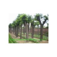 10-50公分的國槐最新價格