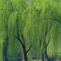 供應(yīng)垂柳、紅白玉蘭、杜英