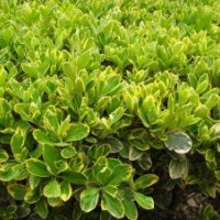 供應(yīng)金邊黃楊、小葉紅檗、梔子花