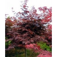 供應(yīng)紅楓3-10cm