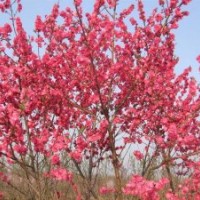 供應(yīng)紅葉桃，碧桃，花桃，3-4-5-6-7-8公分
