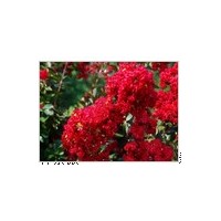 美國(guó)紅玫瑰紅紫薇苗 玫瑰紅紫薇,紅葉櫻花,河南檜柏