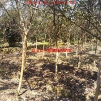 紫薇、紫葉李、紅葉李、香樟、大葉女貞、烏桕、廣玉蘭、樸樹(shù)