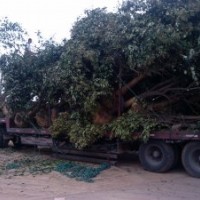 安徽大葉女貞 肥西大葉女貞 高桿女貞