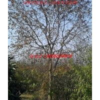 烏桕、廣玉蘭、白玉蘭