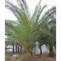 瀘州加拿利海棗，加拿利海棗風(fēng)景樹，加拿利海棗