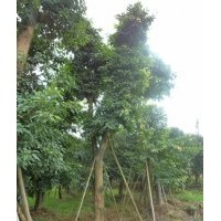 成都大葉榕，大葉榕苗圃，大葉榕點(diǎn)景樹，大葉榕