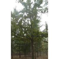 供應18到20公分銀杏樹