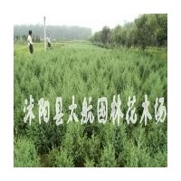 供應(yīng)各種規(guī)格工程綠化苗木