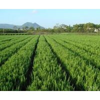 龍柏 香樟,樸樹,欒樹