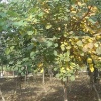 3公分黃櫨3公分黃櫨價格山東3公分黃櫨供應(yīng)3公分黃櫨