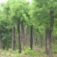 長期提供優(yōu)質(zhì)國槐
