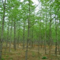 供應(yīng)優(yōu)質(zhì)銀杏