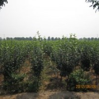 供應(yīng)速生西府海棠