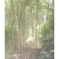 楸樹，大葉女貞，欒樹，百日紅，速生楊