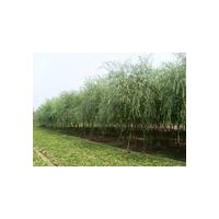 垂柳，垂柳小苗，5公分垂柳小苗價格，10公分垂柳價格