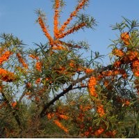 供應(yīng)沙棘苗