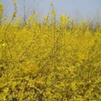 出圃價批售連翹.迎春.薔薇.龍柏.月季.火棘.劍麻.金絲桃.