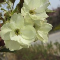 櫻花搶購(gòu)中?。。?！