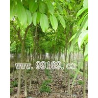 供應大葉相思、大葉紫薇、大葉杜英、吊瓜樹等