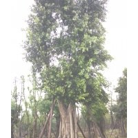 美麗木棉地苗18公分~20公分高四米以上，榕樹