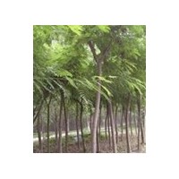 低價(jià)供應(yīng)國槐法桐苗木皂角合歡