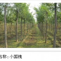 苗木基地大量 出售國(guó)槐苗木
