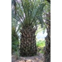 福建加拿利海棗