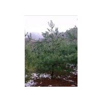 華山松、北方--華山松種植園藝場