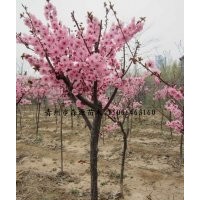 供應(yīng)各種規(guī)格美人梅 美人梅小苗 紫葉李苗 紅葉李