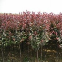 供應(yīng)各種規(guī)格紅葉李 紅葉李小苗 另有紅葉桃 紫葉李 美人梅