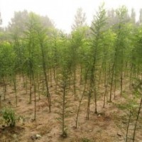 哪里有國(guó)槐樹 哪里有國(guó)槐苗 速生國(guó)槐苗