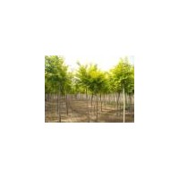 供應(yīng)國槐，刺槐，火炬，速生柳，嫁接垂柳