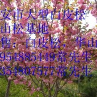 出售：白皮松、華山松、櫻花、龍柏