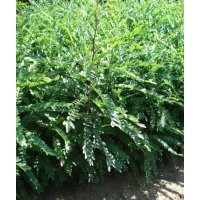 供皂角苗 大刺皂角苗 皂角樹