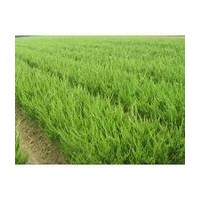 直銷龍柏，塔柏，鋪地柏等苗木