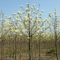 白玉蘭，白玉蘭價格報價，白玉蘭種子