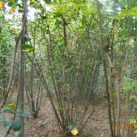 供應(yīng)叢生大紫薇，叢生大紫荊，大櫻桃