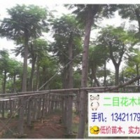 廣東鳳凰木10，12，15，18，20，22分低價(jià)出售