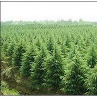 雪松供應(yīng)、南京雪松價(jià)格、廣玉蘭出售